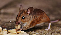24 Hour & Emergency Exterminators in Eugene, OR